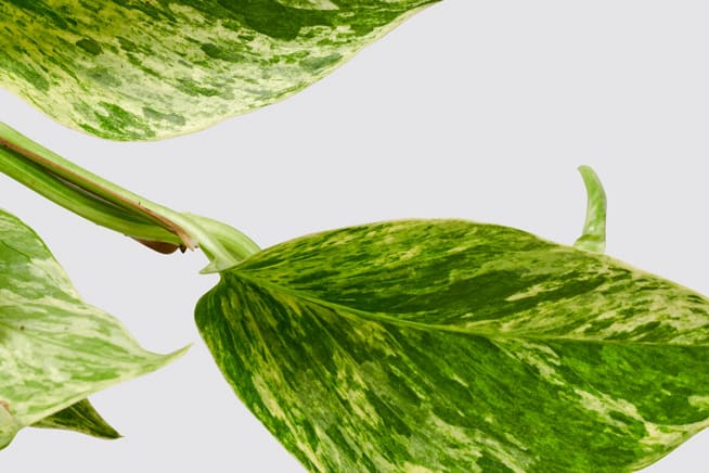 Close-up detail shot of a 'Marble Queen' pothos plant on a studio background